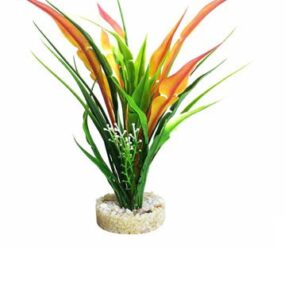 Изк.растение Anubias Pearl 22см - 380434