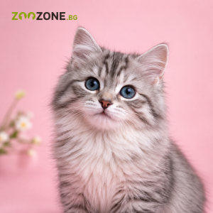 Котки