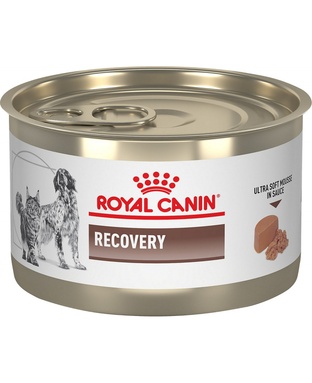 royal canin gastrointestinal dog cat recovery